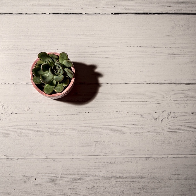 Banish those Monday blues.  Flat lay of cactus in pink pot.